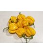 Hot Pepper 'Saco de Velho' Seeds (Certified Organic)