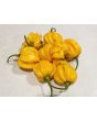 Hot Pepper 'Saco de Velho' Seeds (Certified Organic)