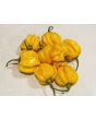 Hot Pepper 'Saco de Velho' Seeds (Certified Organic)