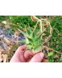 Datura ferox AKA Devil’s Trumpet - Fierce Thorn Apple Seeds (Certified Organic)