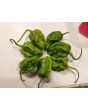 Hot Pepper ‘Big Mustard Mama' Seeds (Certified Organic)