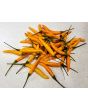 Hot Pepper ‘Yellow Thai’ Seeds (Certified Organic)