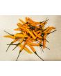 Hot Pepper ‘Yellow Thai’ Seeds (Certified Organic)