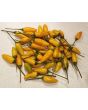 Hot Pepper ‘Yellow Pequin’ 