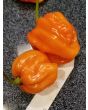 Hot Pepper ‘Aji Chombo' Seeds (Certified Organic)