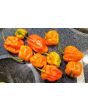 Hot Pepper ‘Aji Chombo' Seeds (Certified Organic)