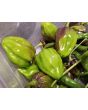 Hot Pepper ‘CGN 21500 x Isabela Island Galapagos Habanero' Seeds (Certified Organic)