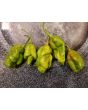 Hot Pepper 'Mustard Moruga Brains x Gator Jigsaw' Seeds (Certified Organic)