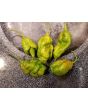 Hot Pepper 'Mustard Moruga Brains x Gator Jigsaw' Seeds (Certified Organic)