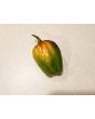 Hot Pepper ‘CGN 21500 x Isabela Island Galapagos Habanero' Seeds (Certified Organic)