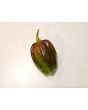 Hot Pepper ‘CGN 21500 x Isabela Island Galapagos Habanero' Seeds (Certified Organic)