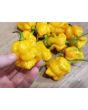 Hot Pepper ‘Bonda Mahala' Seeds (Certified Organic)