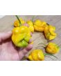 Hot Pepper ‘Bonda Mahala' Seeds (Certified Organic)