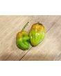 Hot Pepper ‘CGN 21500 x Isabela Island Galapagos Habanero' Seeds (Certified Organic)