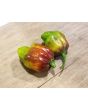 Hot Pepper ‘CGN 21500 x Isabela Island Galapagos Habanero' Seeds (Certified Organic)