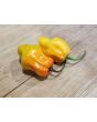 Hot Pepper ‘CGN 21500 x Isabela Island Galapagos Habanero' Seeds (Certified Organic)
