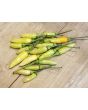 Hot Pepper 'Tabasco' Seeds (Certified Organic)