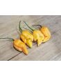 Hot Pepper 'Jay's Peach Ghost Scorpion' Seeds (Certified Organic)