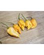 Hot Pepper 'Jay's Peach Ghost Scorpion' Seeds (Certified Organic)