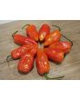 Hot Pepper ‘CGN 21500 x Isabela Island Galapagos Habanero' Seeds (Certified Organic)