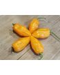 Hot Pepper ‘CGN 21500 x Isabela Island Galapagos Habanero' Seeds (Certified Organic)
