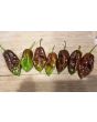 Hot Pepper ‘Chocolate Bhutlah' Seeds (Certified Organic)