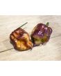 Hot Pepper 'Orion' AKA 'Fatallii Gourmet Jigsaw x Big Red Mama x Yaki Blue Fawn' Seeds (Certified Organic)