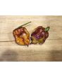 Hot Pepper 'Orion' AKA 'Fatallii Gourmet Jigsaw x Big Red Mama x Yaki Blue Fawn' Seeds (Certified Organic)