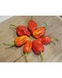 Hot Pepper 'Tiger Teeth x 7 Pot Bubblegum (BBG7)' Seeds (Certified Organic)
