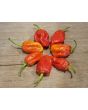 Hot Pepper 'Tiger Teeth x 7 Pot Bubblegum (BBG7)' Seeds (Certified Organic)