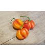 Hot Pepper ‘Trinidad Red Congo Habanero’ Seeds (Certified Organic)