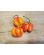 Hot Pepper ‘Trinidad Red Congo Habanero’ Seeds (Certified Organic)