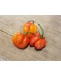 Hot Pepper ‘Trinidad Red Congo Habanero’ Seeds (Certified Organic)Hot Pepper ‘Trinidad Red Congo Habanero’ Seeds (Certified Organic)
