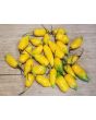 Hot Pepper ‘Chupetinho JXL Yellow' Seeds (Certified Organic)