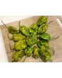 Hot Pepper ‘Big Mustard Mama' Seeds (Certified Organic)