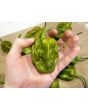 Hot Pepper ‘Big Mustard Mama' Seeds (Certified Organic)