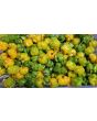 Hot Pepper ‘Yellow Scotch Bonnet’ 