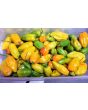 Hot Pepper ‘CGN 21500 x Isabela Island Galapagos Habanero' Seeds (Certified Organic)