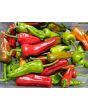 Hot Pepper 'Aci Sivri Biber Cross' Seeds (Certified Organic)