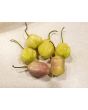Hot Pepper 'Sugar Rush Cream' Seeds (Certified Organic)