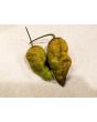 Hot Pepper 'Mustard Moruga Brains x Gator Jigsaw' Seeds (Certified Organic)
