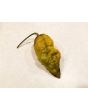 Hot Pepper 'Mustard Moruga Brains x Gator Jigsaw' Seeds (Certified Organic)