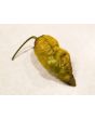 Hot Pepper 'Mustard Moruga Brains x Gator Jigsaw' Seeds (Certified Organic)