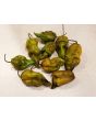 Hot Pepper 'Mustard Moruga Brains x Gator Jigsaw' Seeds (Certified Organic)