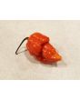 Hot Pepper ‘Apocalypse Scorpion’ 