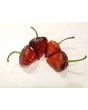 Hot Pepper ‘Purple UFO’ Seeds (Certified Organic)