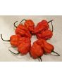Hot Pepper ‘Peach Carolina Reaper Cross’ Seeds (Certified Organic)