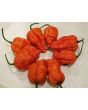 Hot Pepper ‘Peach Carolina Reaper Cross’ Seeds (Certified Organic)