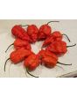 Hot Pepper ‘Peach Carolina Reaper Cross’ Seeds (Certified Organic)