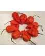 Hot Pepper ‘Peach Carolina Reaper Cross’ Seeds (Certified Organic)